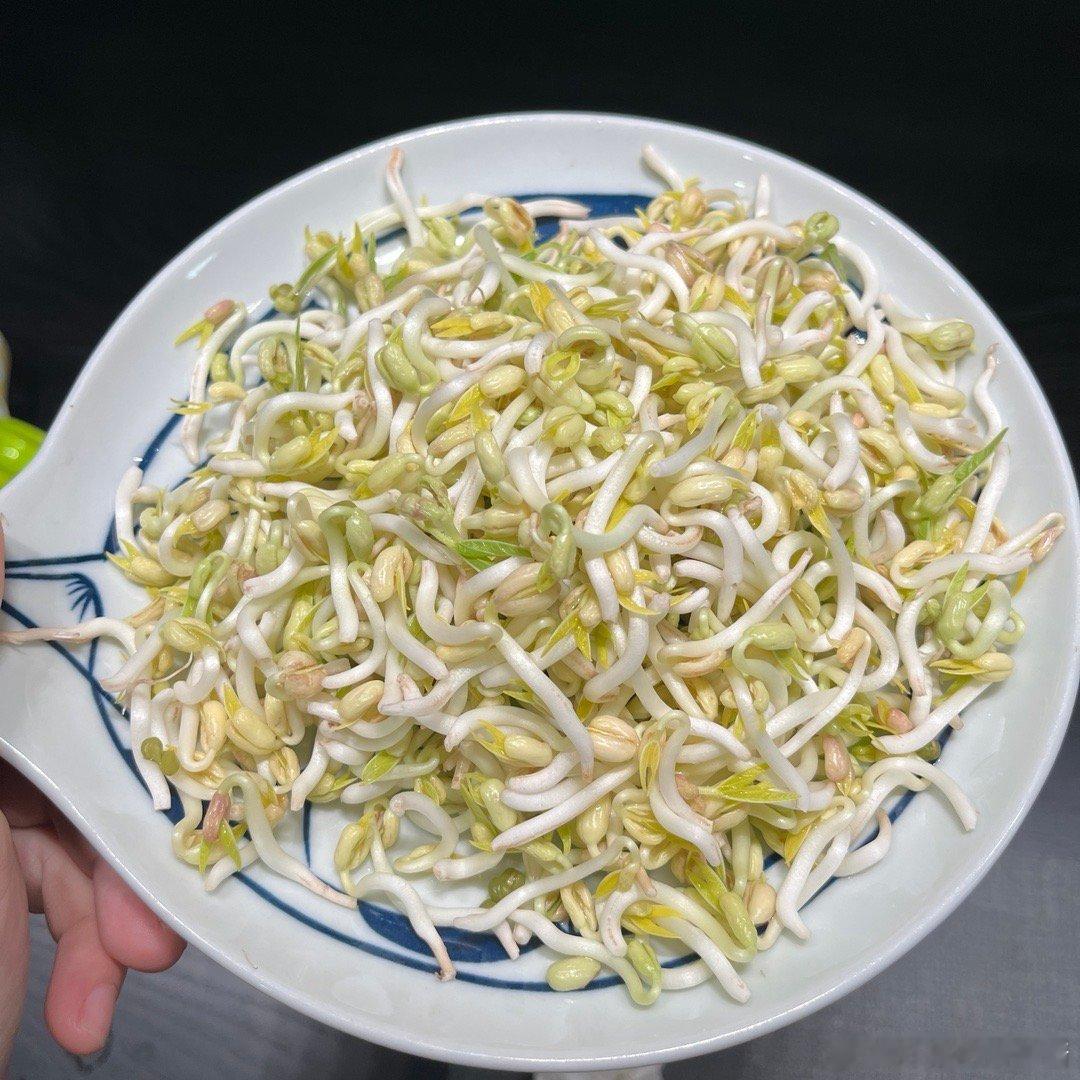学人家用牛奶盒发豆芽，不小心豆芽放多了只能提前倒出来，每棵都是短短的。吃了一部分