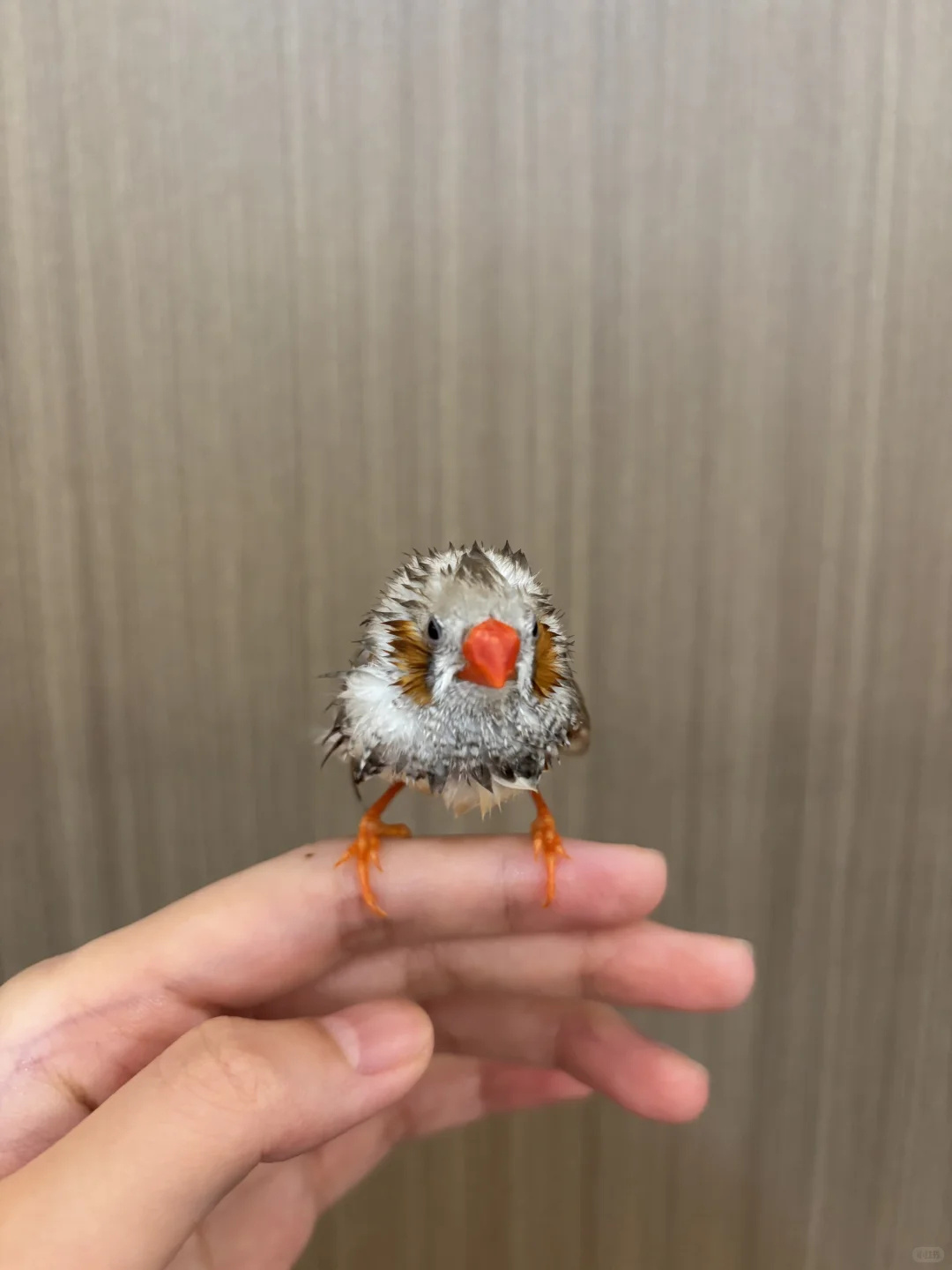 电动小鸡🙃 