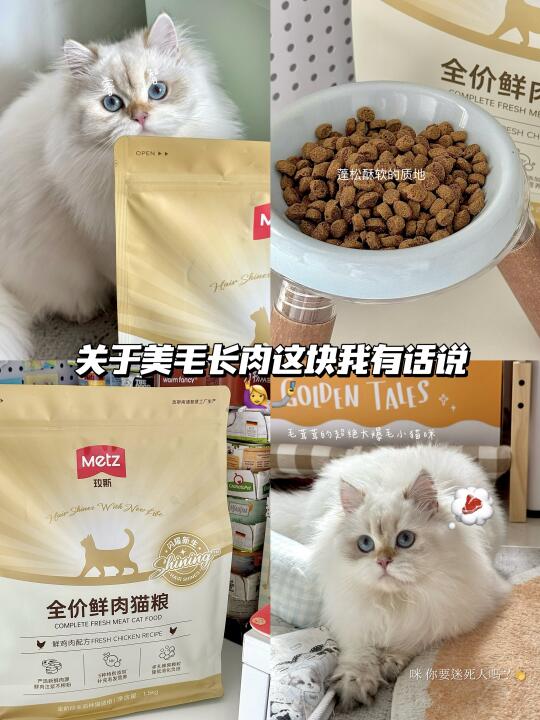 养猫经验分享｜猫咪美毛长肉这块我有话说