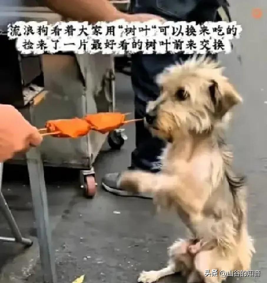无数善良的人看了泪目！
在某个小吃摊前，一只饿了很多天瘦的跟个纸片一样的流浪狗，