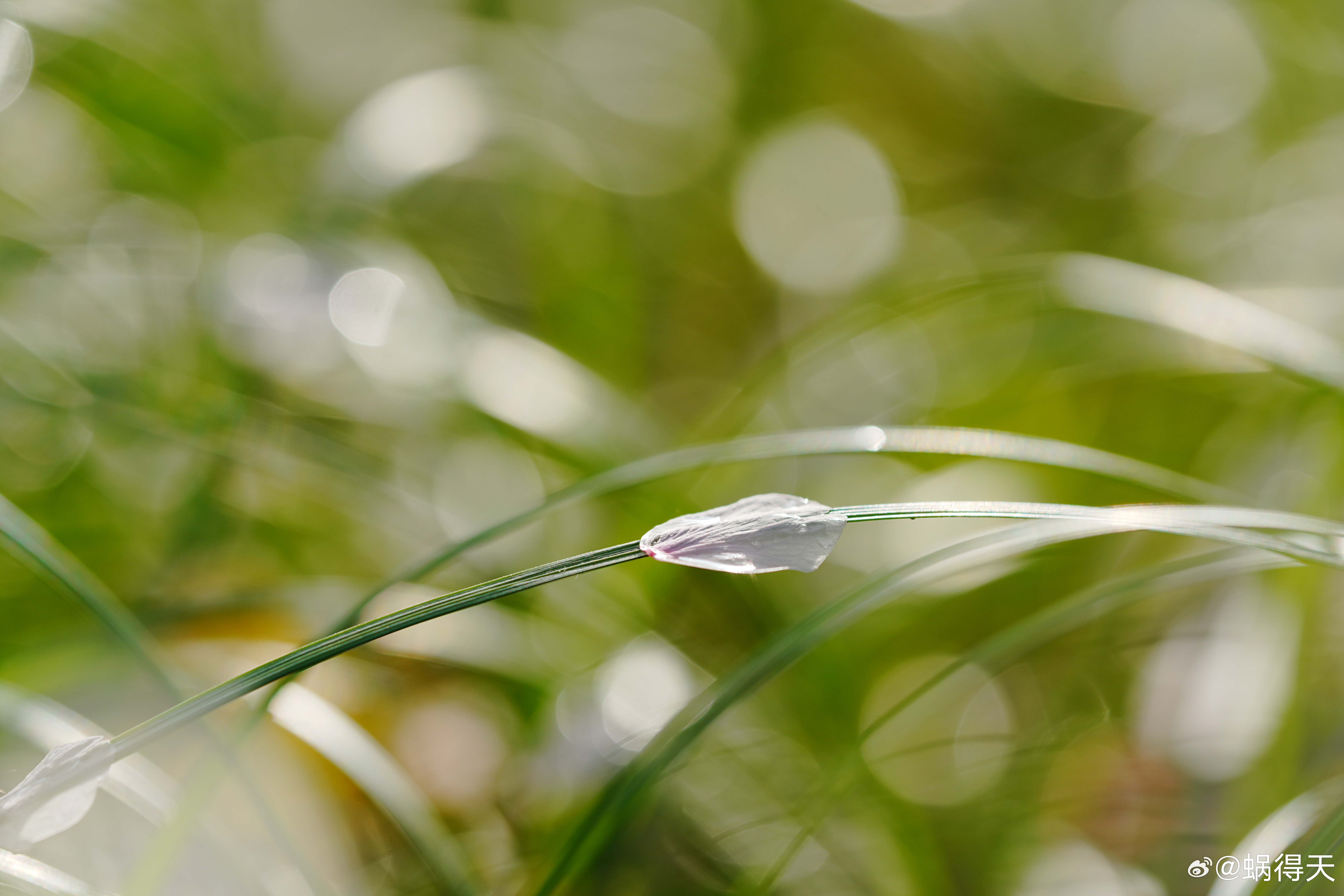 落“樱”缤纷蜗的摄影日记