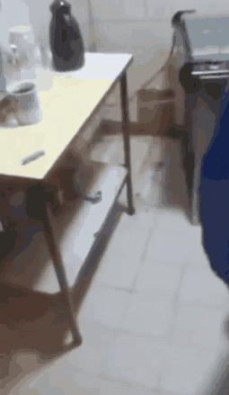猫咪遇到老鼠吓懵圈了
##
现在的家养猫养尊处优惯了，老鼠都可以随意欺负了，太丢