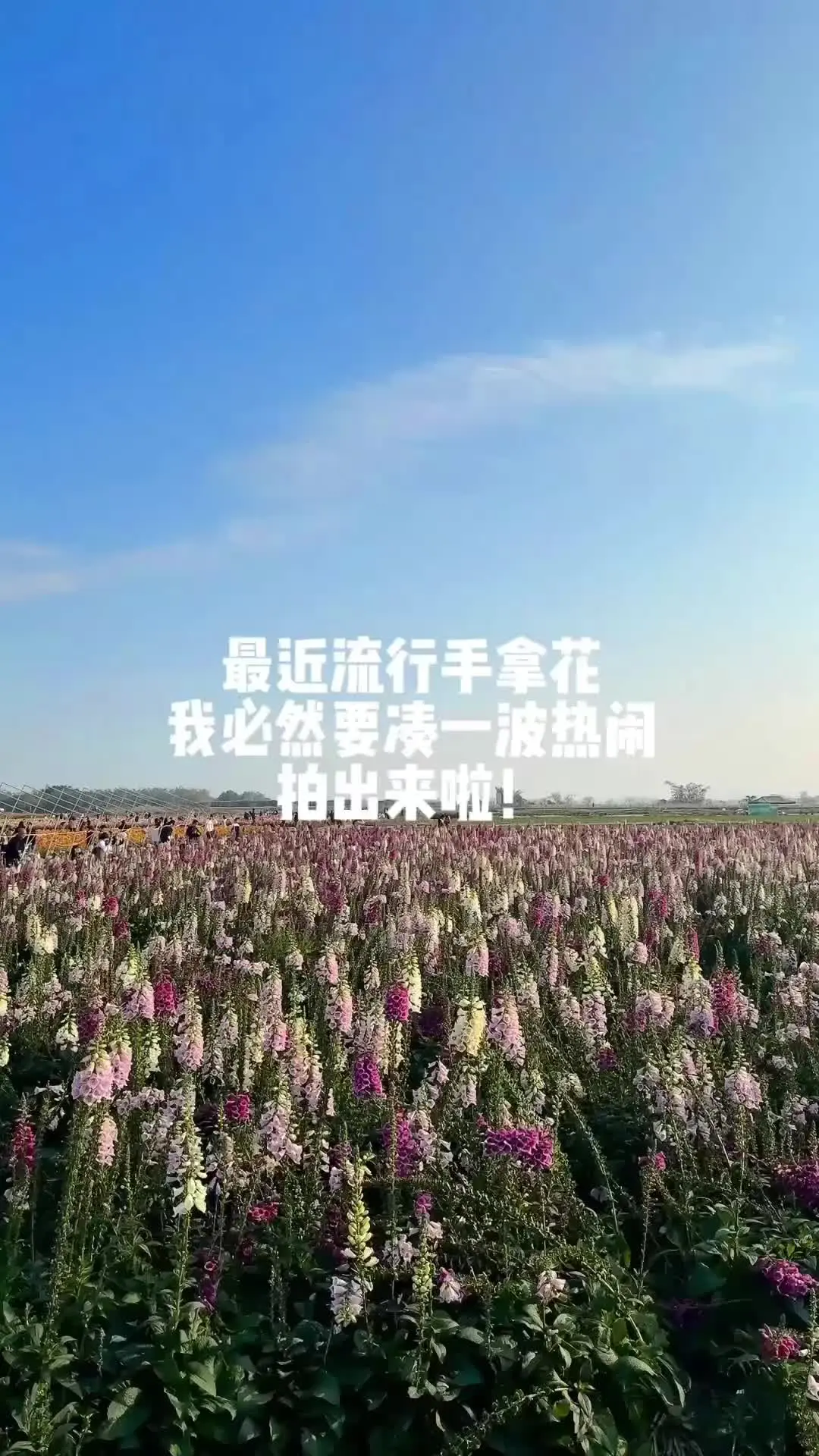 你不是枯树 是我的春天 看看你们的手拿花