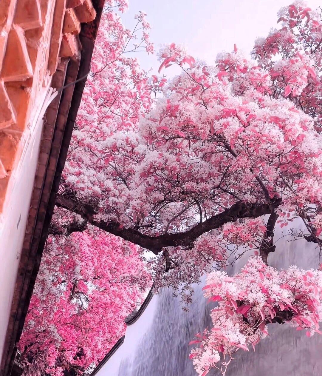 晒出你的本地生活现在我们的生活质量都提高了，人的要求也高了大家都喜欢到周边的花海