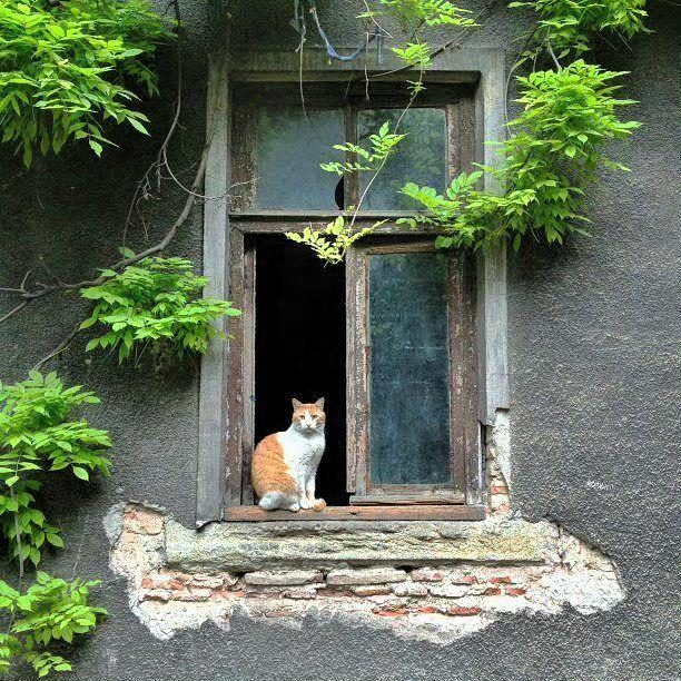 刚到驿站门口，便听见细细的猫叫。推门进去，却见柜台上的手机正放着喵喵声，老板举着