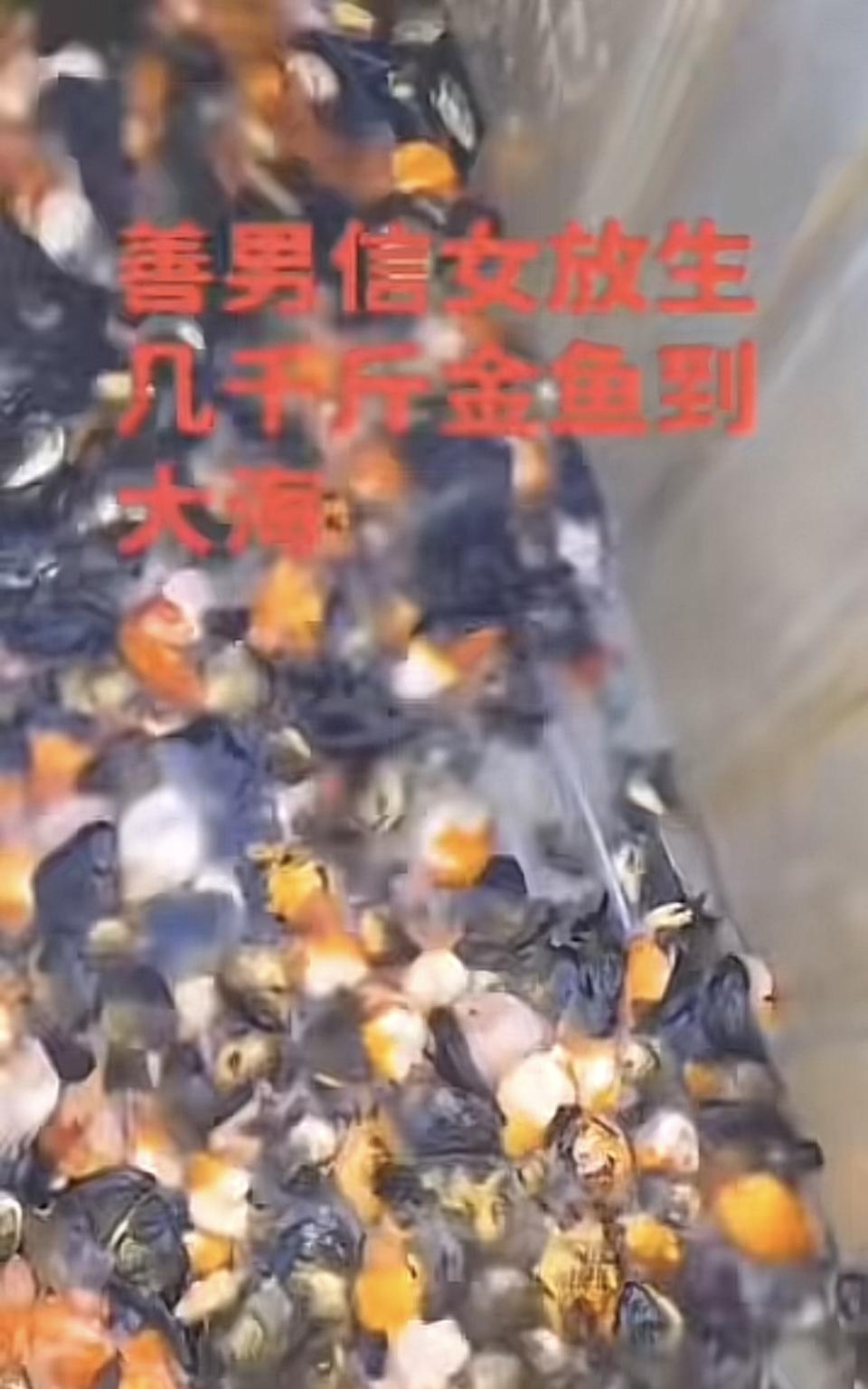 恶男恶女们将淡水鱼放到大海。还一边方一边念啊迷托福，熟不知鱼进入大海要不了半小时