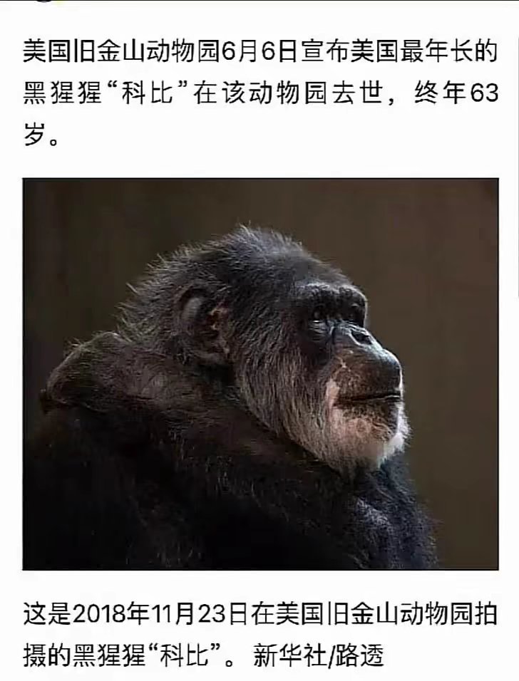 猩猩科比去世了 