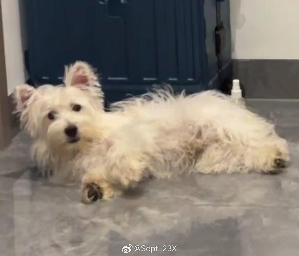 狗子如此潦草。。。。饼饼：看吓着 
