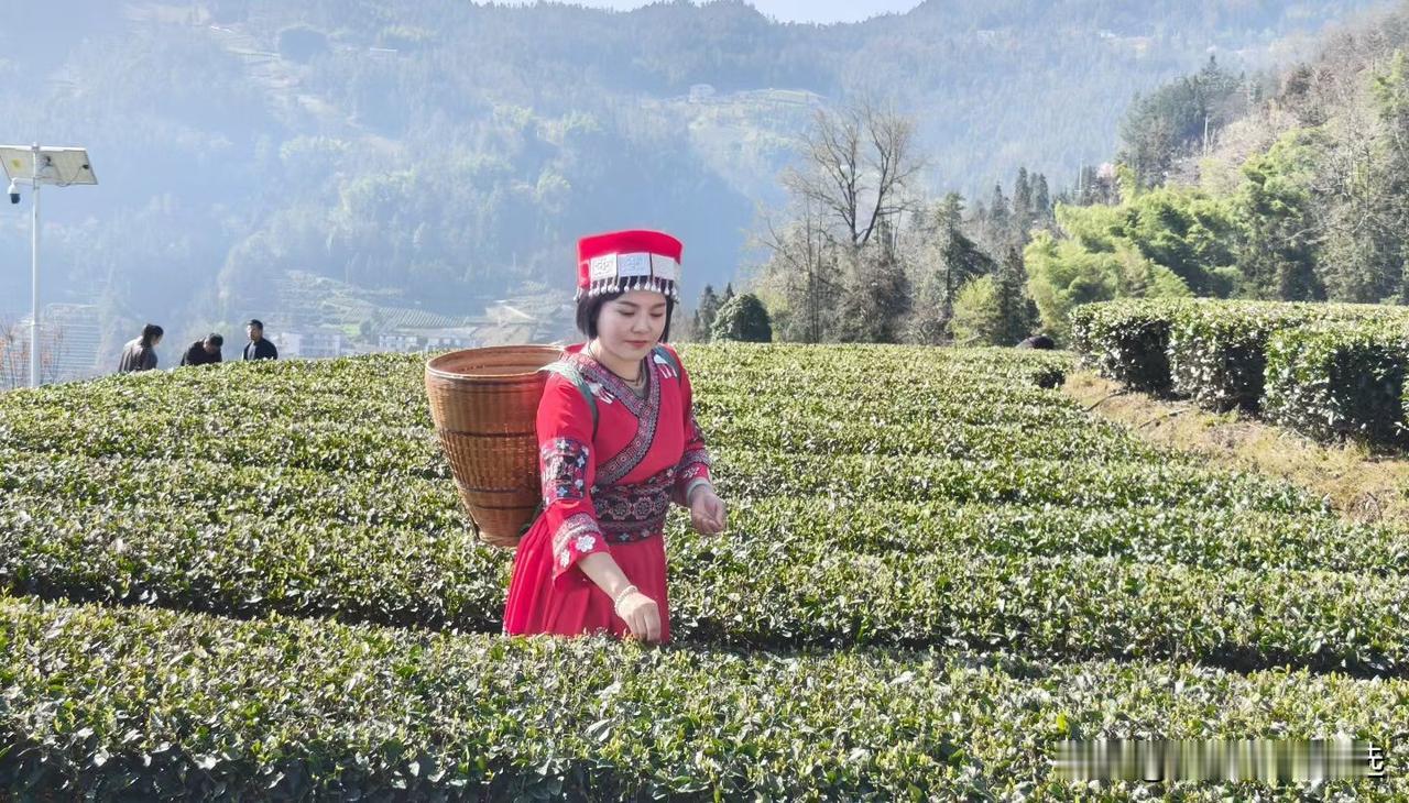 春日生活打卡季春天来得早，开始采摘新茶了！