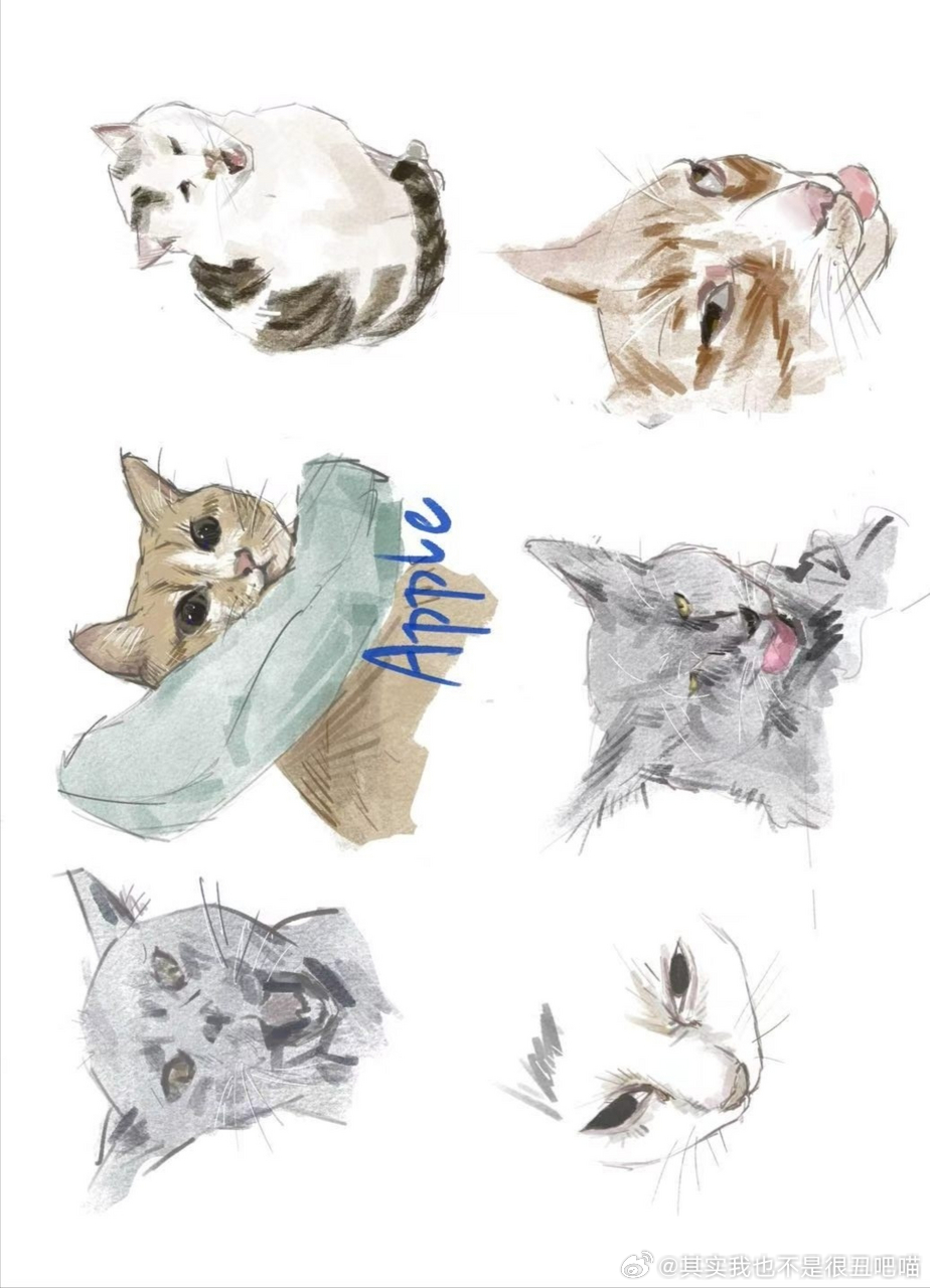 50457【丑猫】猜猜哪个是朋友家的萌咪？丑猫卢浮宫
