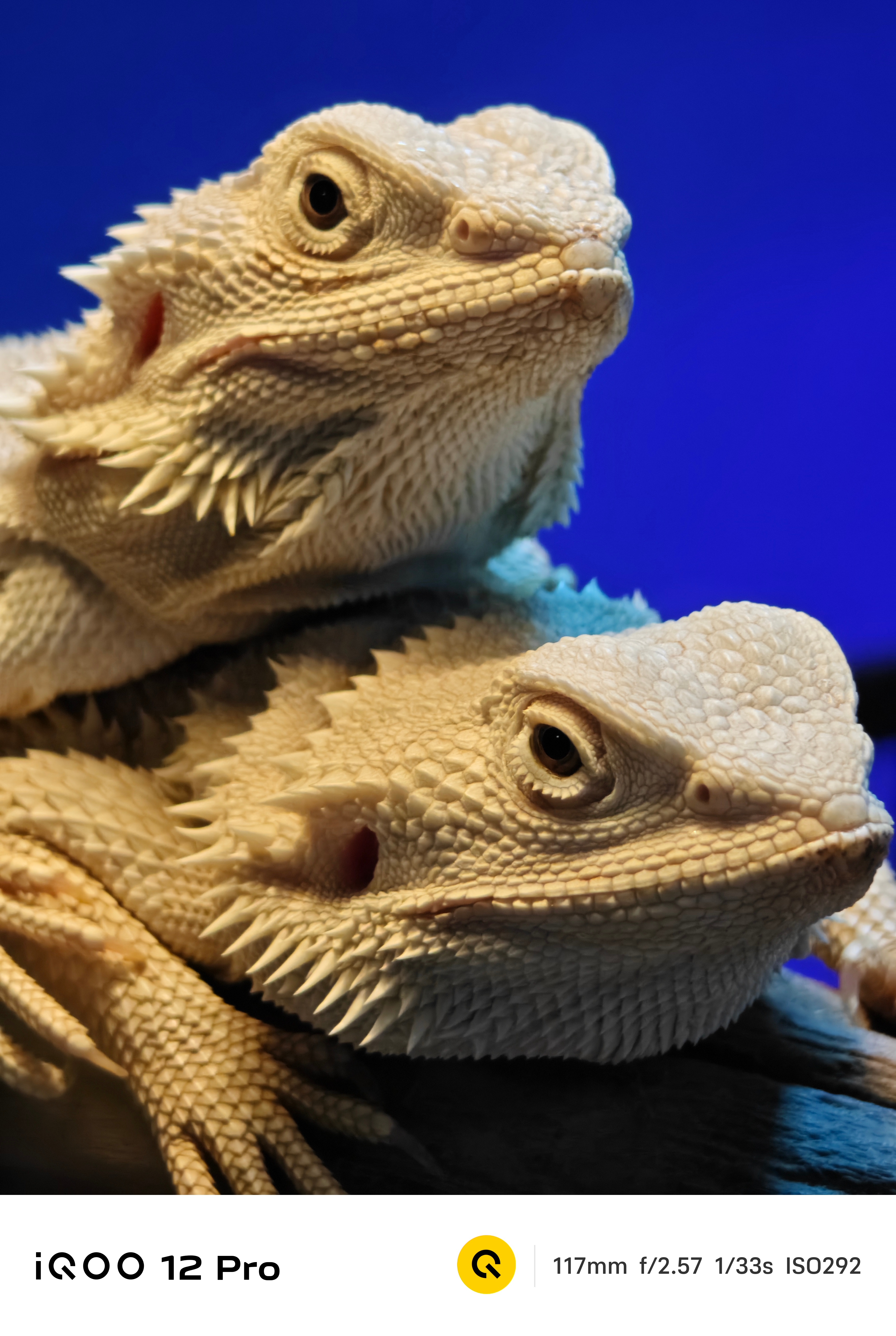 随手拍样张分享[微风]iQOO 12系列这一次在影像上的提升，非常令我意外，有两