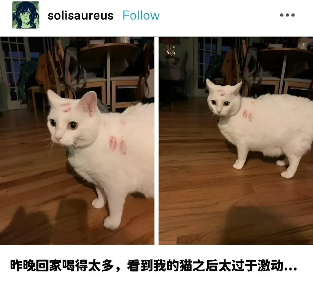 我是不会停止收集这种猫meme的 ​​​