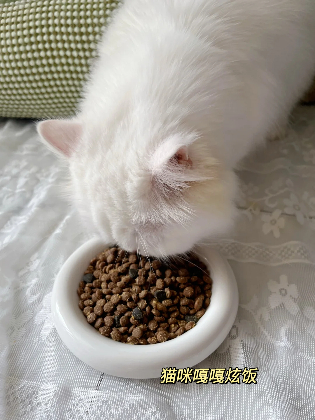 又双叒叕吐了😭猫咪呕吐急救大法