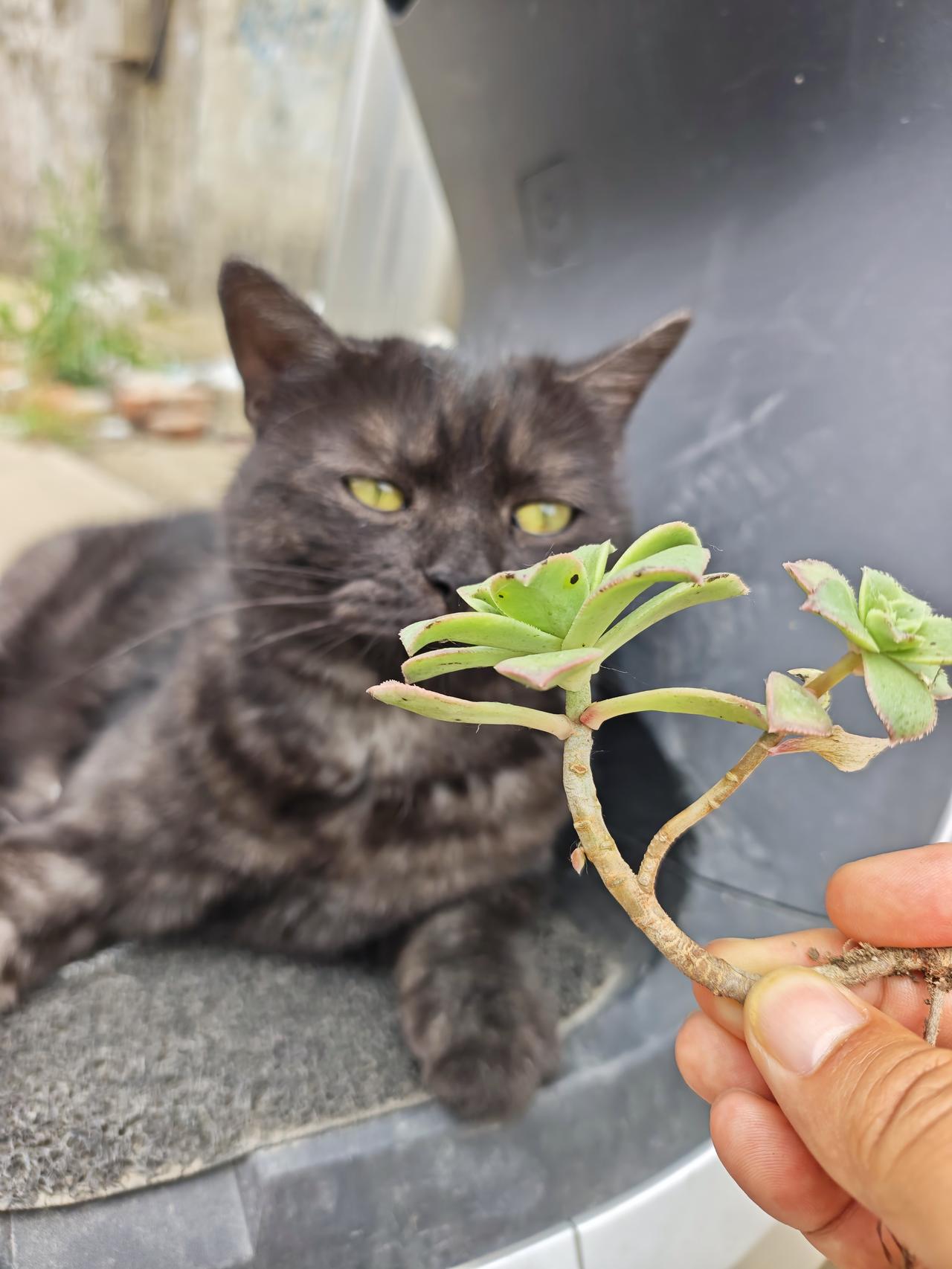 分享一张最可爱的猫咪照片猫🐱🐾😸