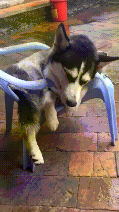 一看就是纯种二哈