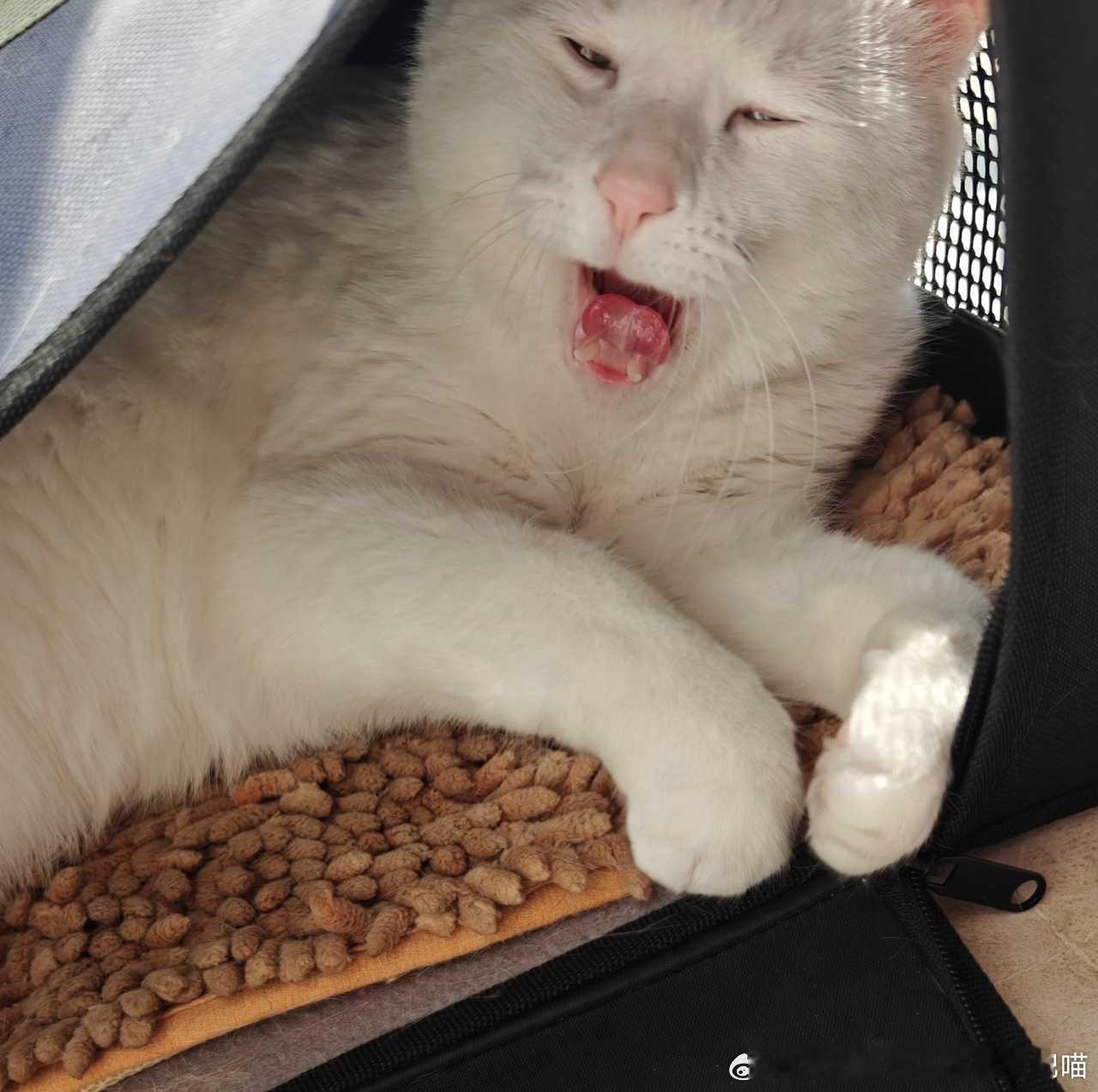 49059【丑猫】 