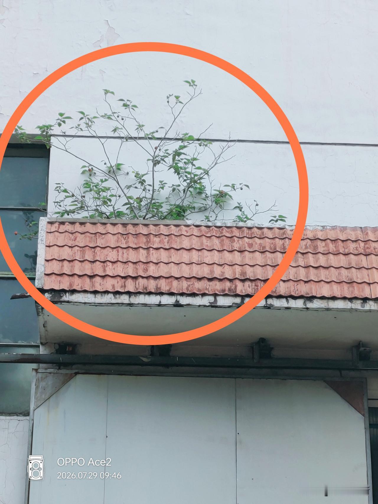 再苦能比它苦，再难能比它难？
再苦再难，它都努力开花结果，咱们又有什么可抱怨的？