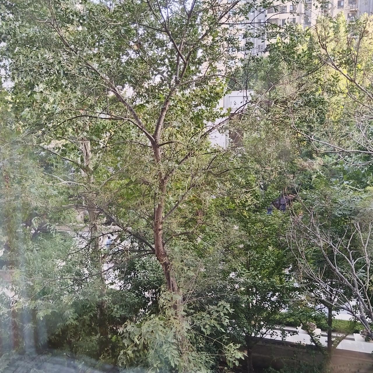 家门口的几棵树吸引了很多小飞虫，把树叶都快吃光了。不敢开窗，小飞虫能穿过纱窗飞进