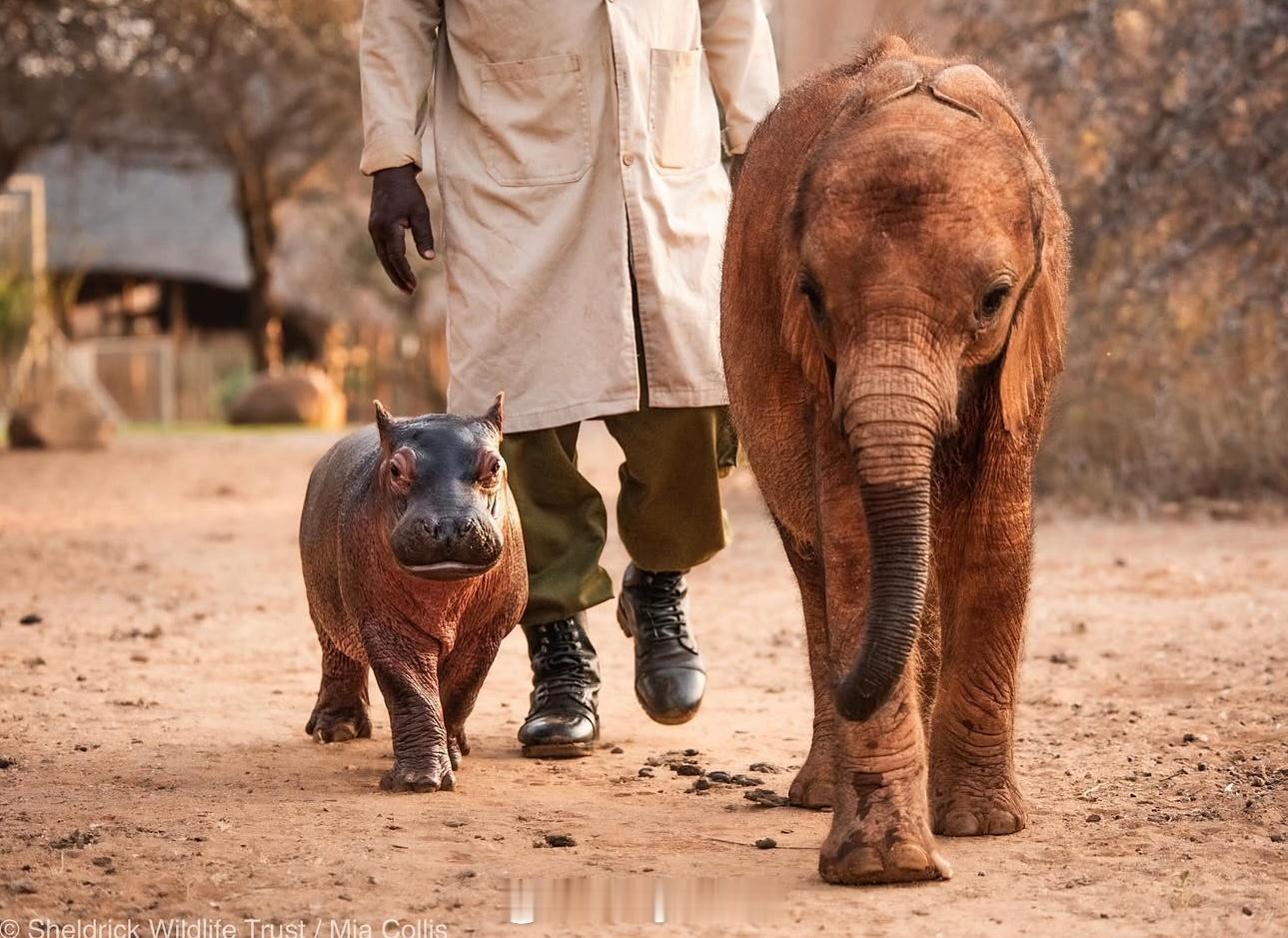 河马小弟Bumpy🦛(5个月），小象妹妹Wangalla🐘（11个月）📸: