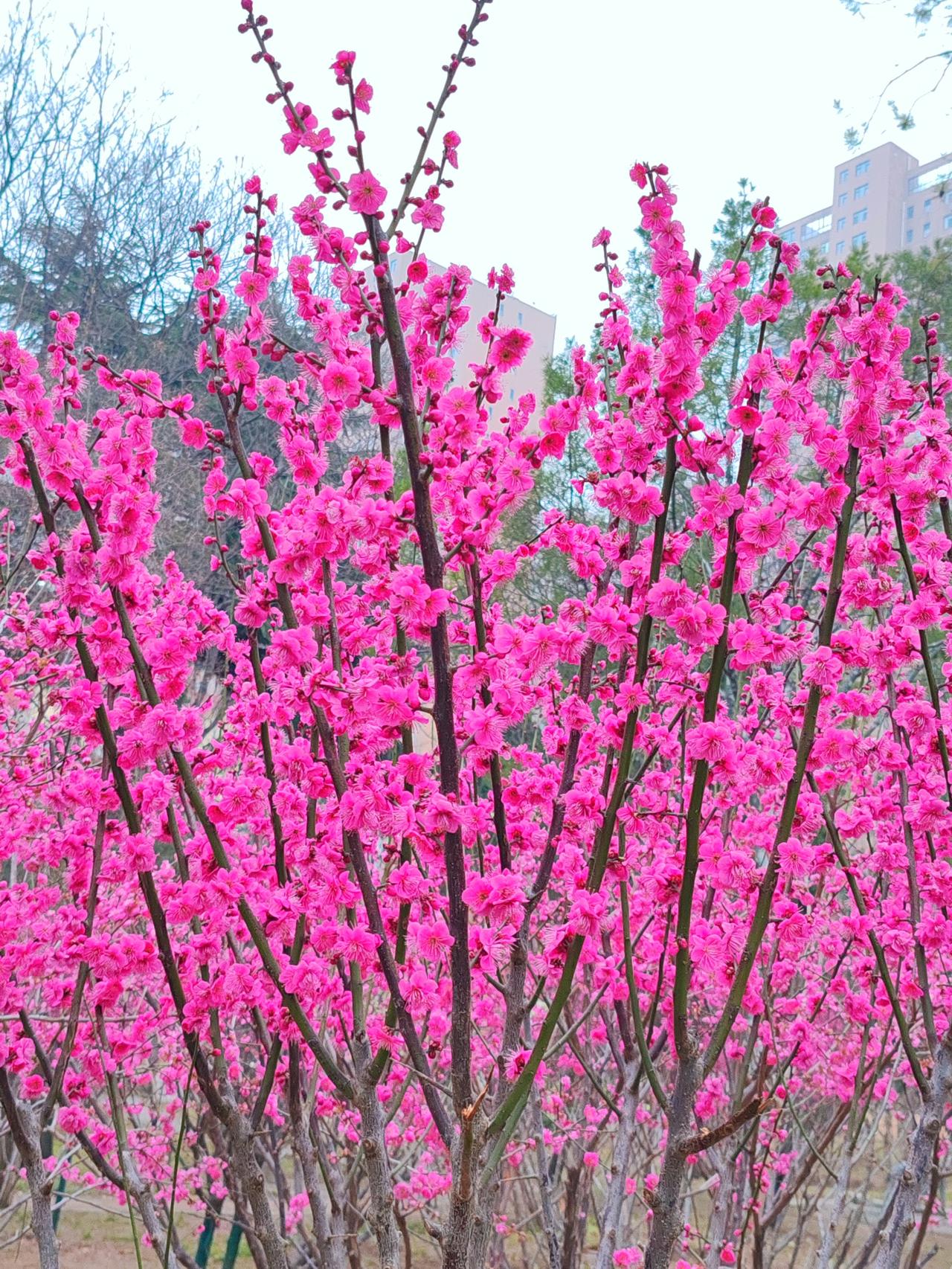 上联：红梅有意披霜雪，
下联：牡丹无心沐夏阳。                 