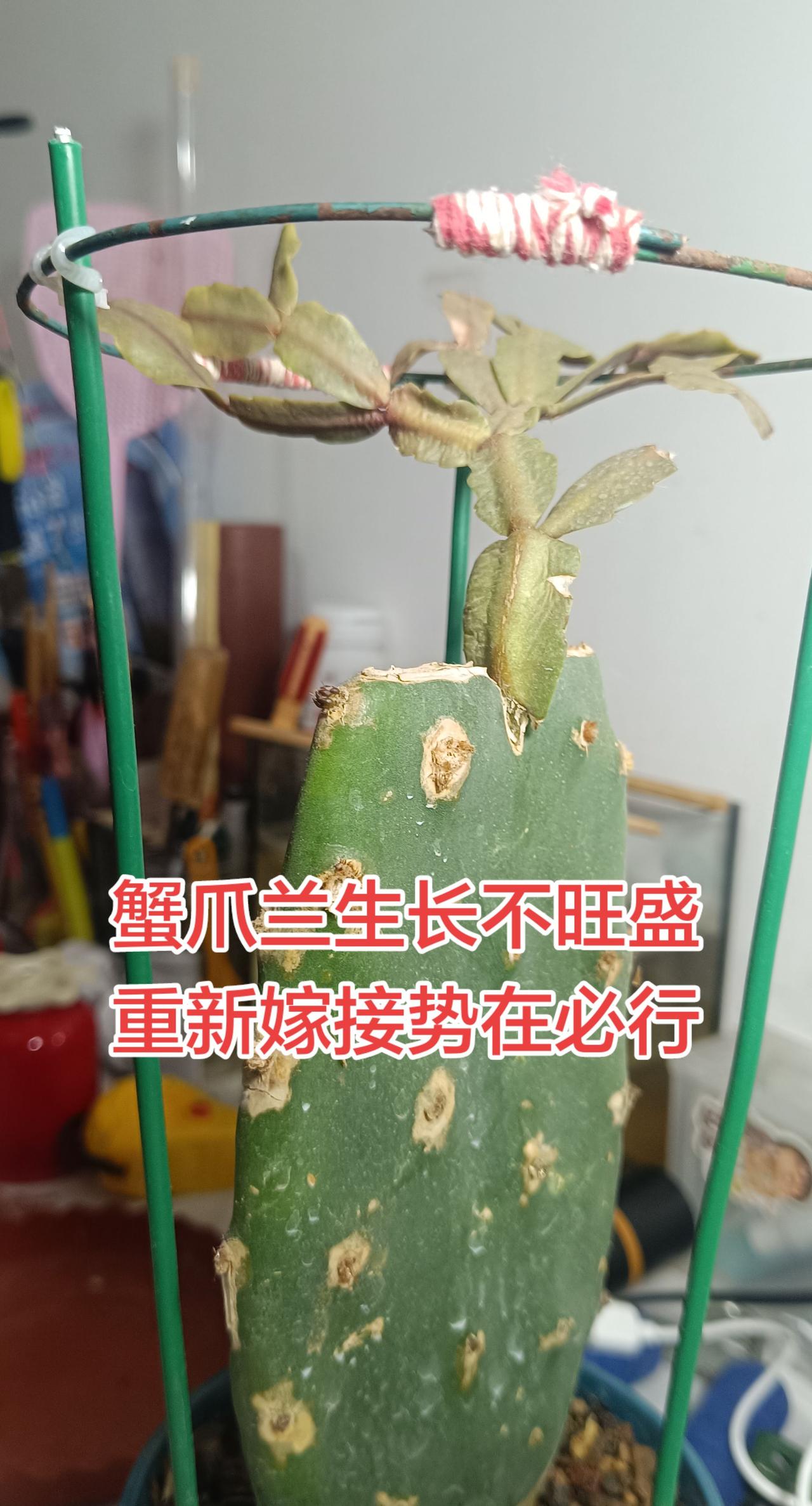 蟹爪兰生长不旺盛，一般是嫁接部位连接面积小，水分养分传输路径受阻，重新嫁接，打通