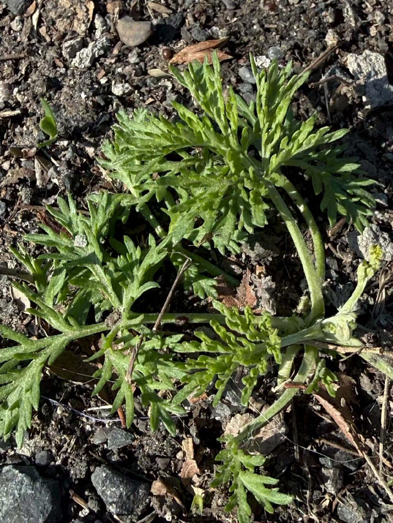 若将岁月开成花
人生何处不芳华