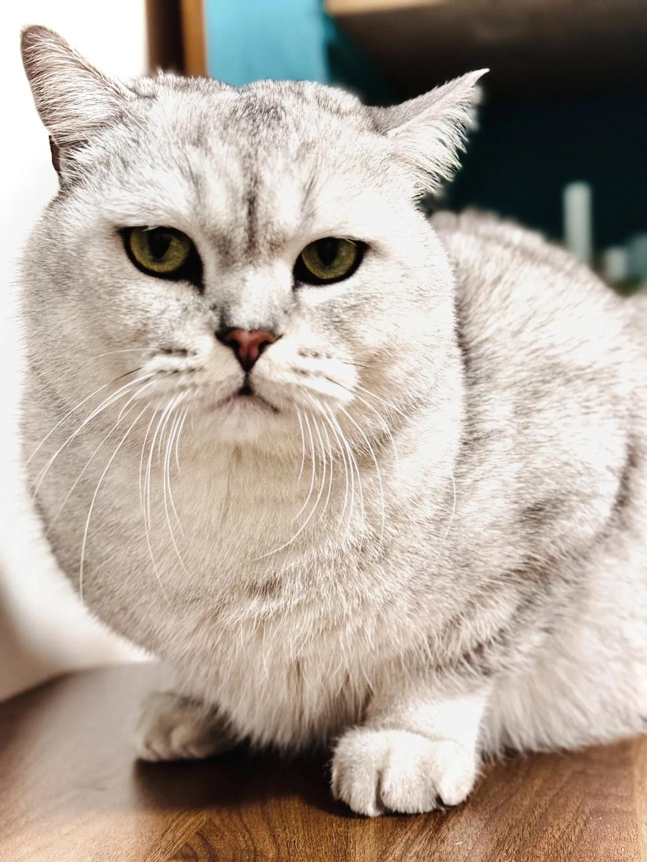 家有银渐层，猫咪取暖器
