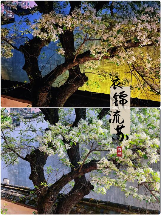 福州随拍｜衣锦坊百年流苏树下，春色满园