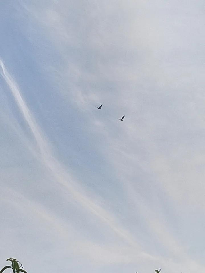 恰到好处，双雁飞过。绝美随手拍天空 自己拍摄。