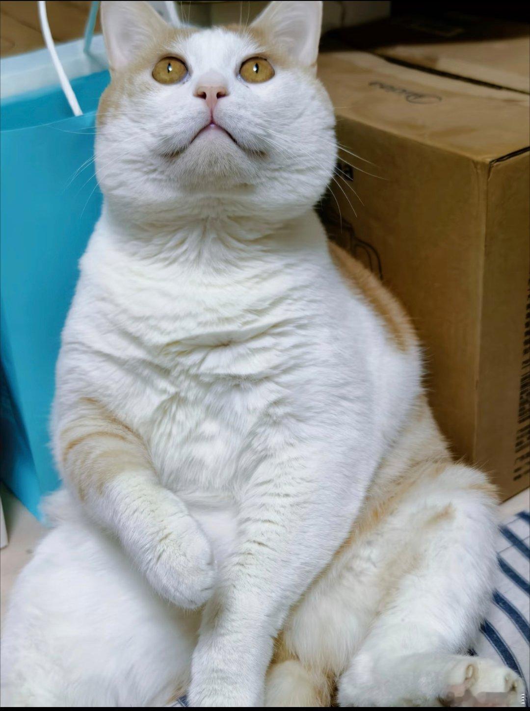 养宠家庭如何选洗衣机家里如果养了喵星人和汪星人，满屋子都是猫毛、狗毛，甚至被子、