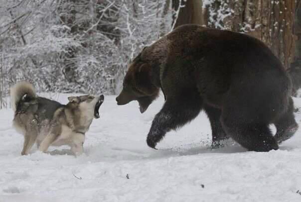 国外拍摄猎犬画面。这些莱卡犬确实非常勇敢，要是被熊抓到可不是闹着玩的，看看棕熊那