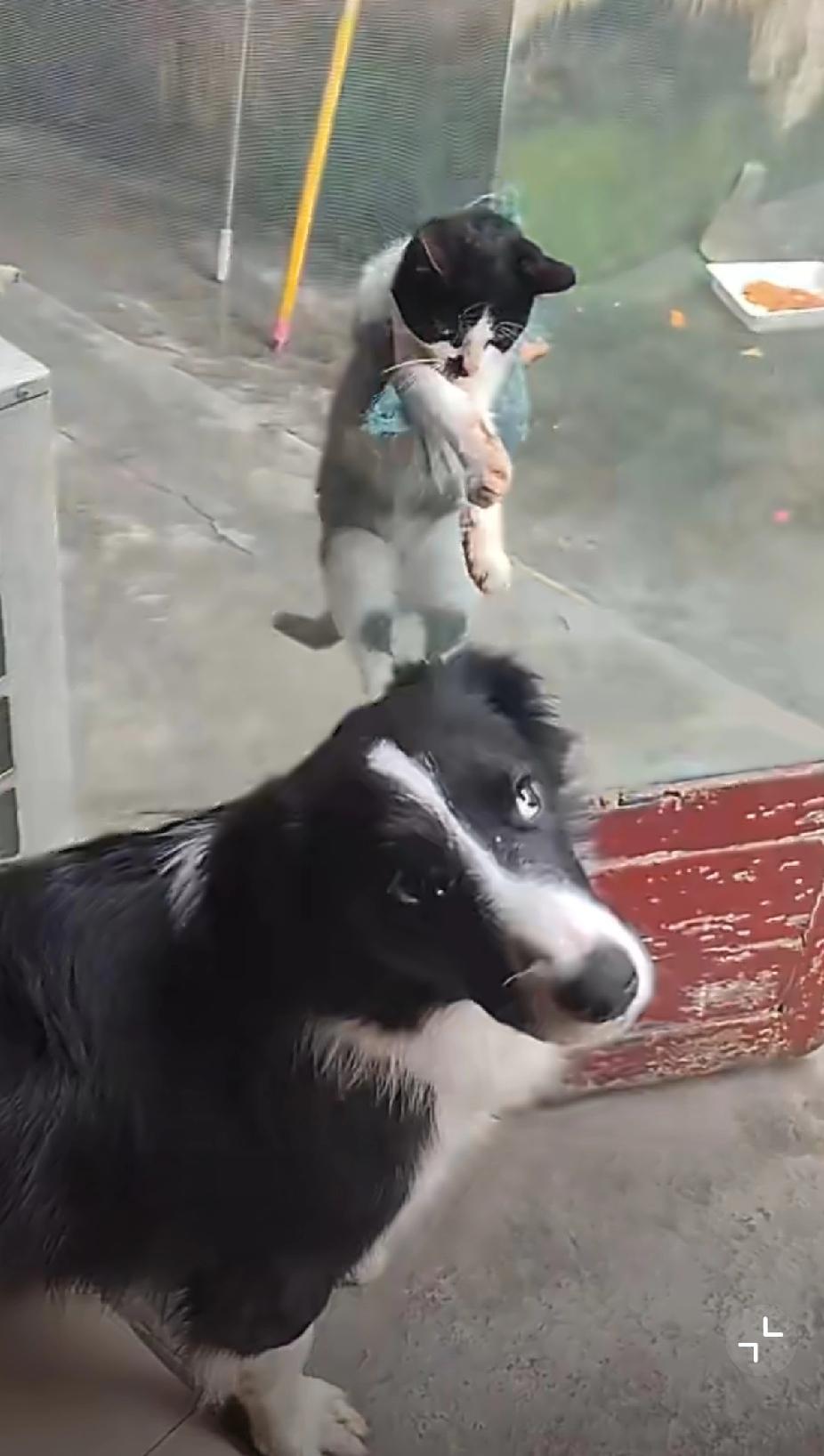 哈哈哈哈哈哈笑喷！猫挂纱网被狗“网暴”，主人反手又挂网上了[笑哭][笑哭]
 