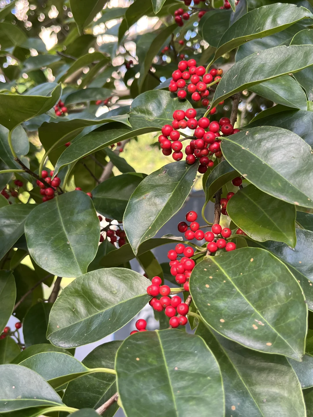 福州随拍｜误入鹤林公园，寻觅自然秋色