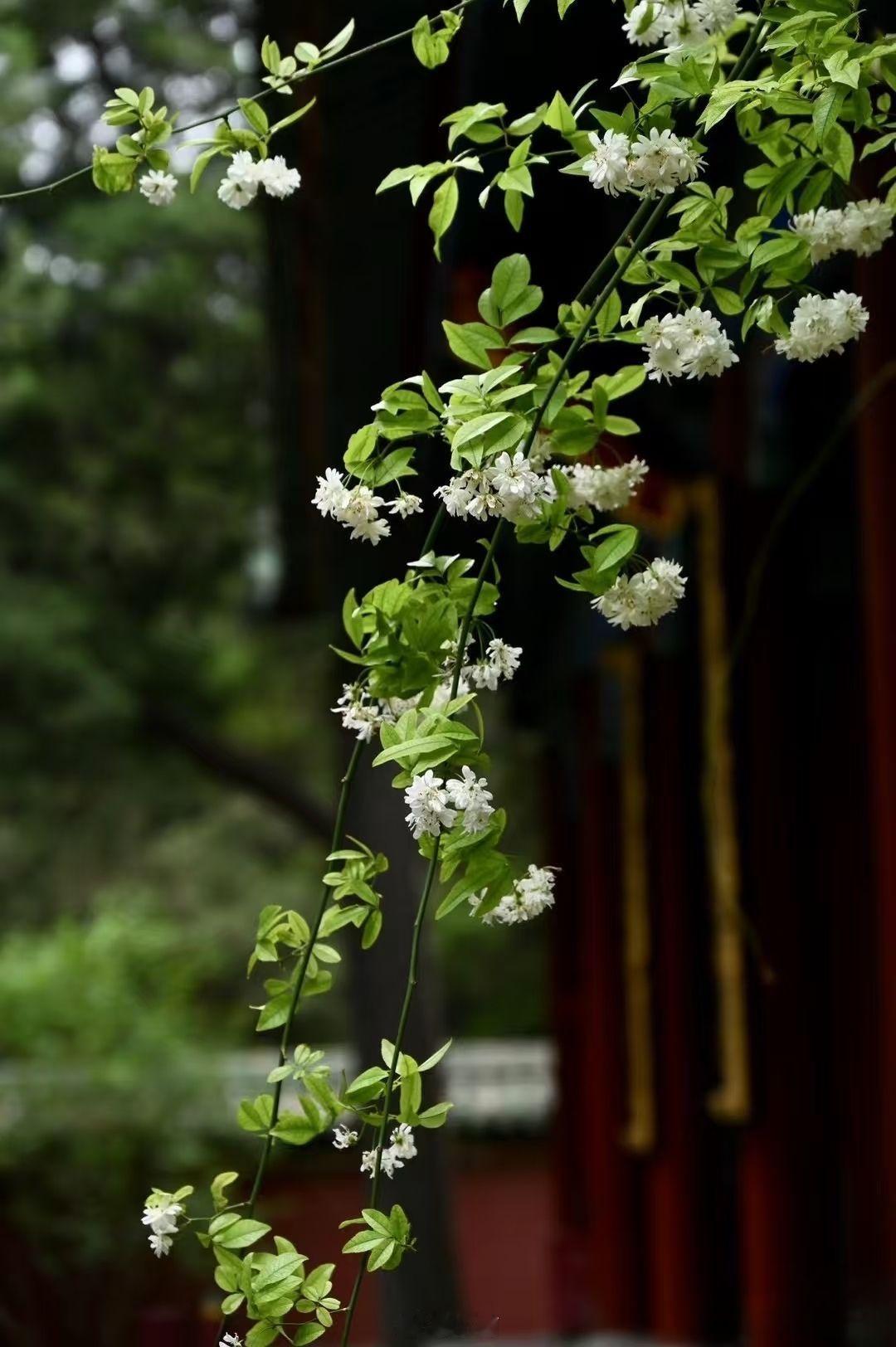 小菌 早安朋友们 