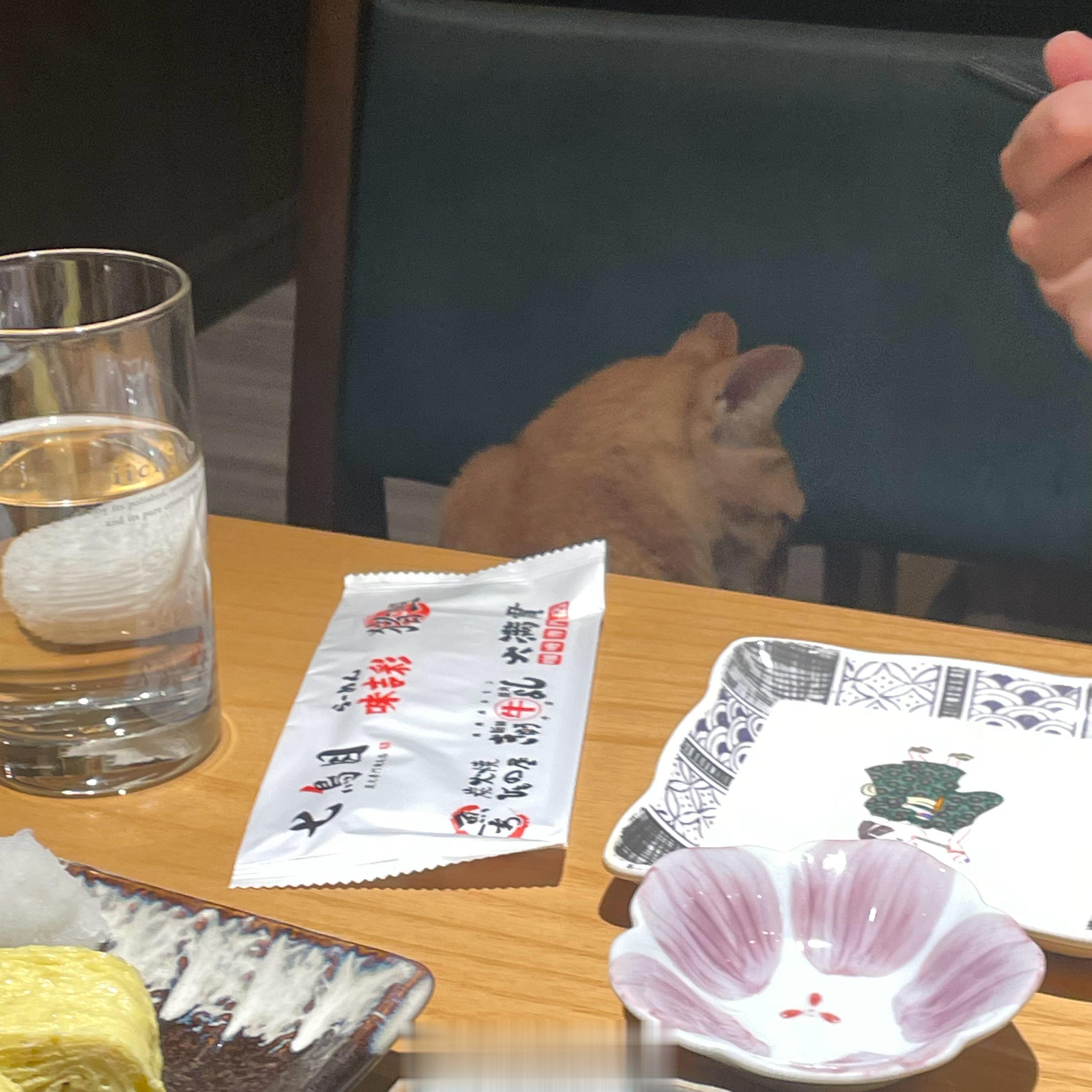 猫猫陪吃员x ​​​