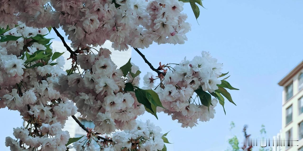 白花八重樱：雪叠千重，素心不争。