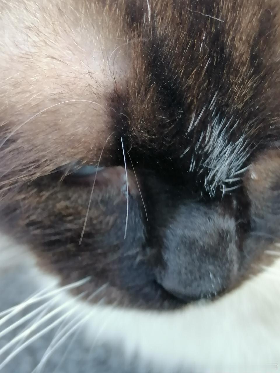50563【丑猫】不是故意拍这么丑的，猫直接往我镜头上凑 