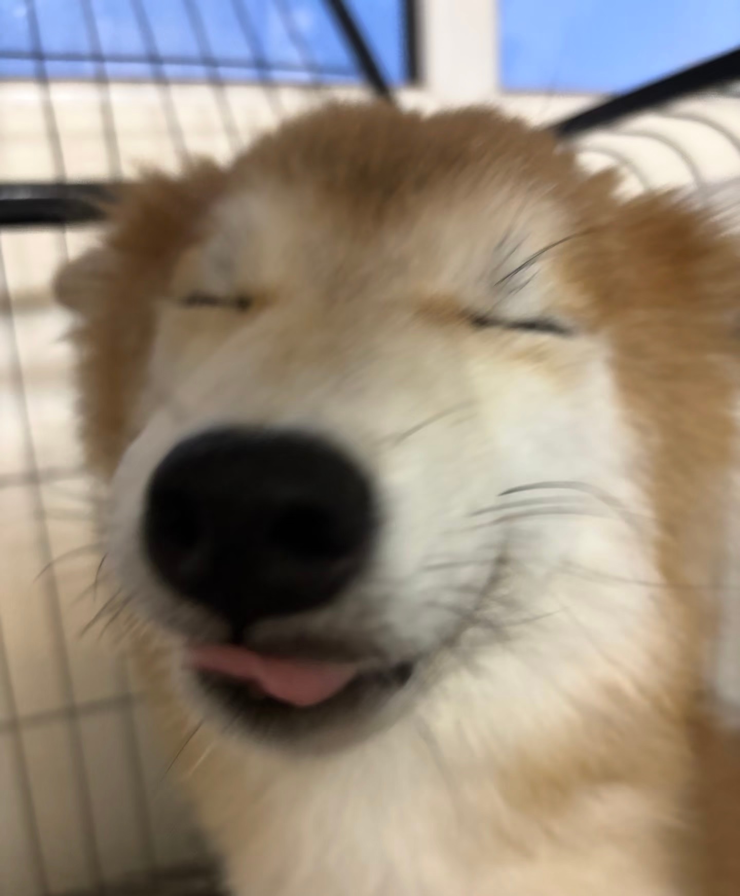 鬼迷日眼的小狗 
