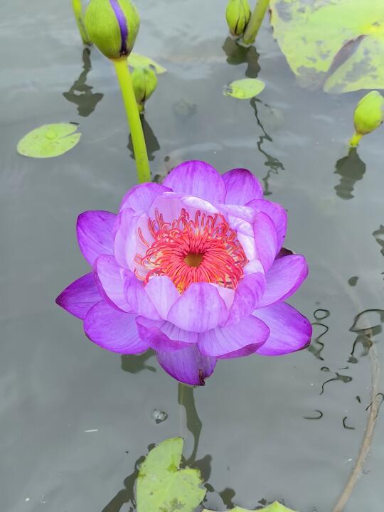 澳洲睡莲鲜切花 很仙气的紫色 萤光紫？