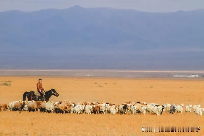 《可可托海的牧羊人》别人当然能唱啊！在重庆大学“中文达人秀”决赛上，尼日利亚选手
