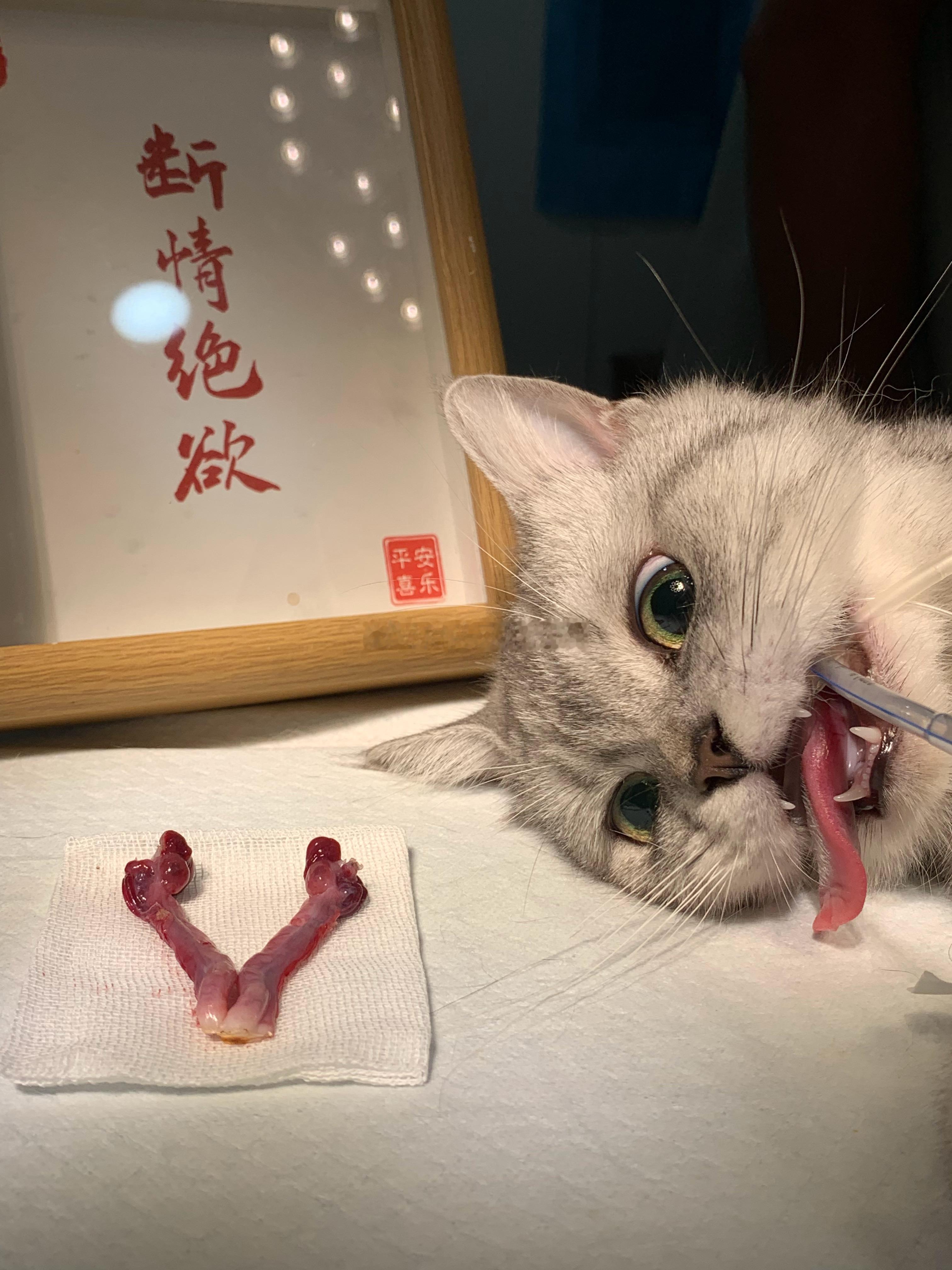 喵酱 