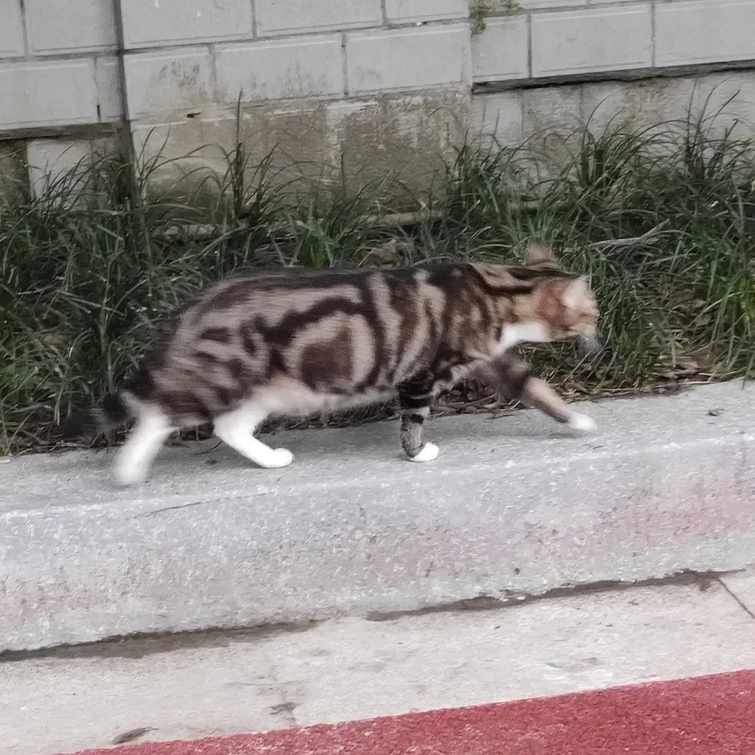 它的花色好特殊好漂亮哦，从来没见过人类幼崽sayhi