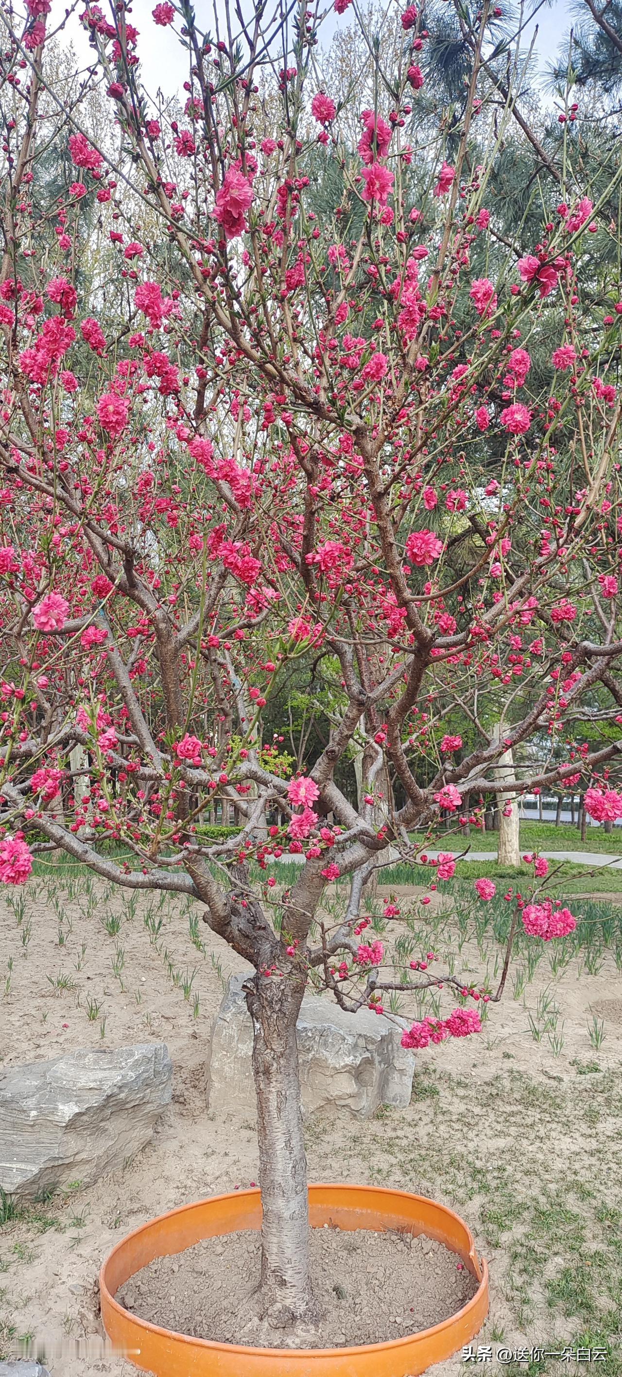 繁华有时，零落有时；没有一朵花，一开始就是花；没有一朵花，到最后还是花。

用心