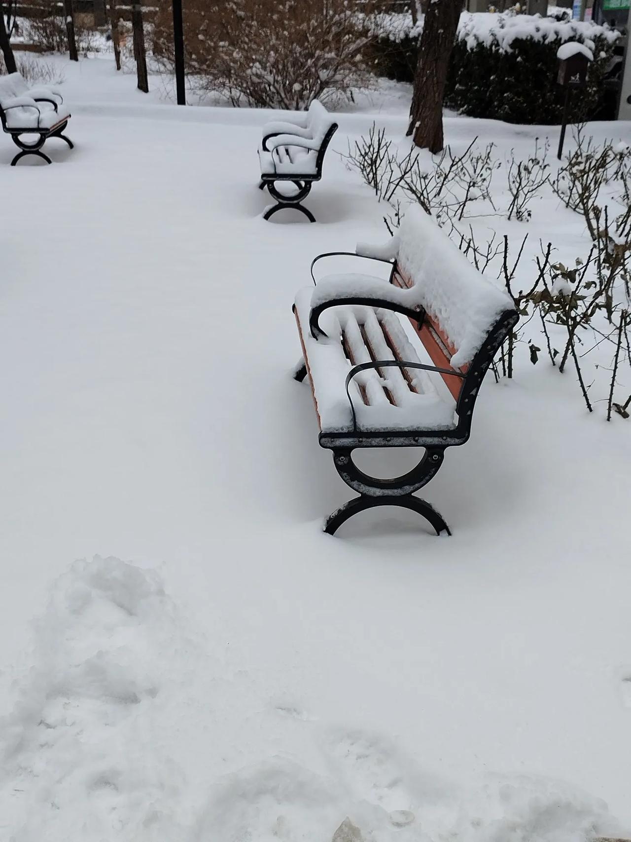 西江月   大雪
文/李耀海
处处银装素裹，
皑皑白雪茫茫。
梅梢傲雪欲芬芳，