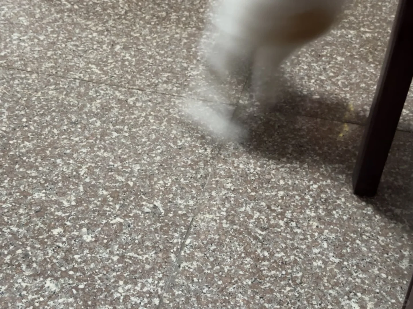 猪兮长相不妨碍我身手敏捷