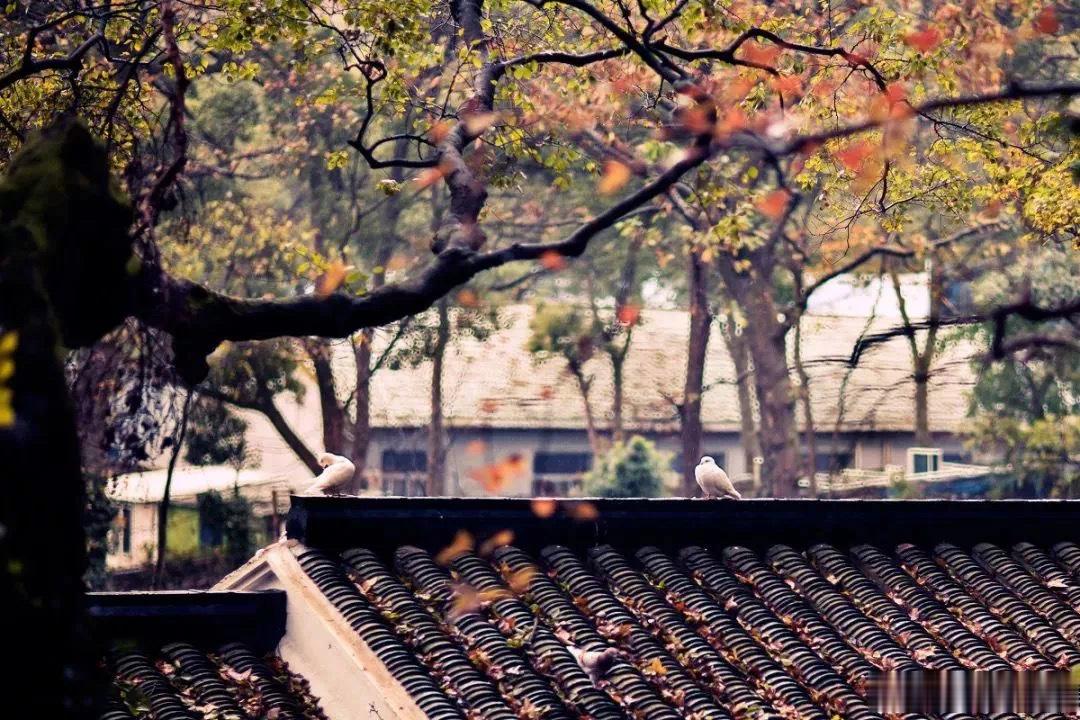 无意的债·默斋主人原创自由诗我总习惯随手开口习惯路边就有平坦的路习惯需要时，就有