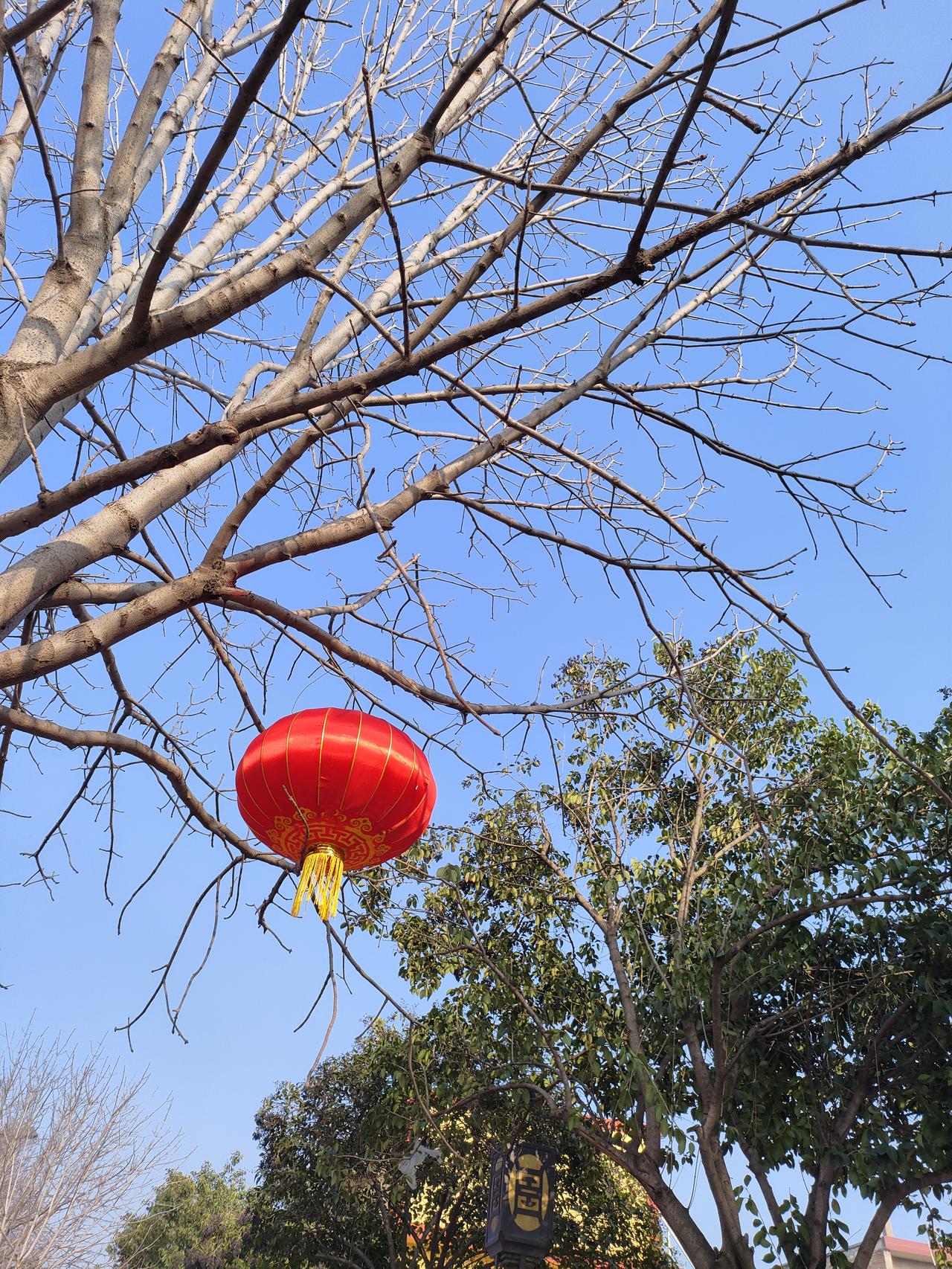 新年爱好打卡红灯高挂，晴空万里，枝头添喜，岁月安然。
