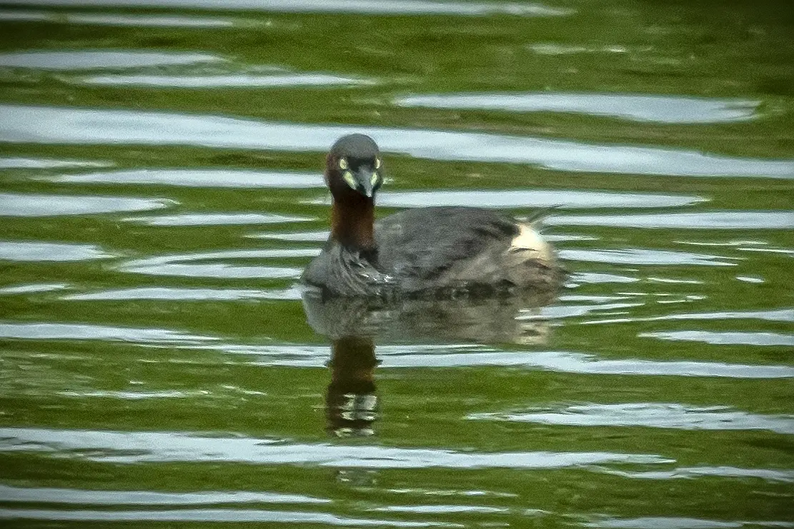 小䴙䴘。长焦观鸟---小䴙䴘 小䴙䴘属于鸟纲、䴙䴘目、䴙䴘科。是一种小...