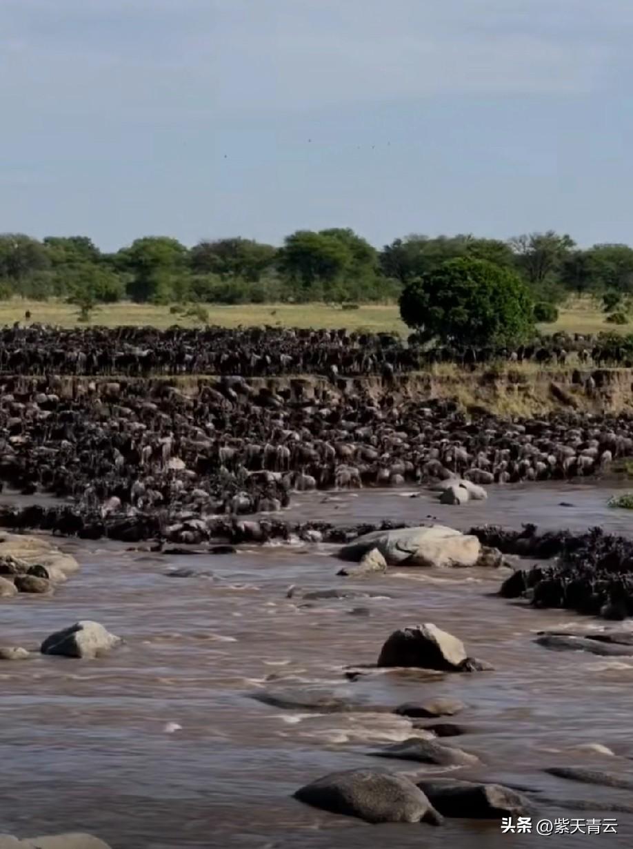 塞伦盖蒂：生命与野性的史诗！
 
非洲塞伦盖蒂，藏着地球最壮阔的生命图景。无垠草