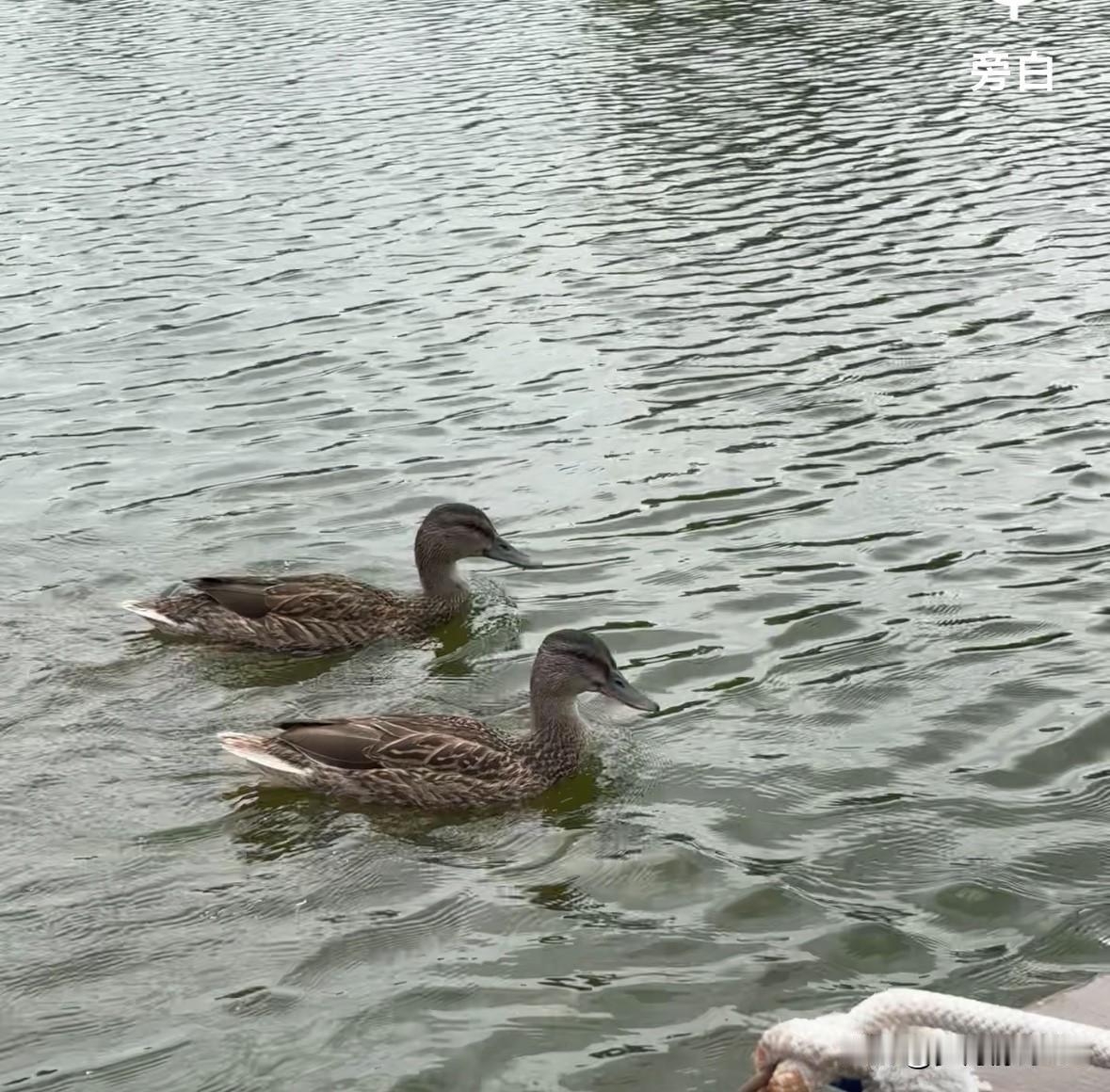 两只鸭子悠闲地游在水面上，旁边是静静漂浮的玩具，宁静的湖面仿佛时间静止。